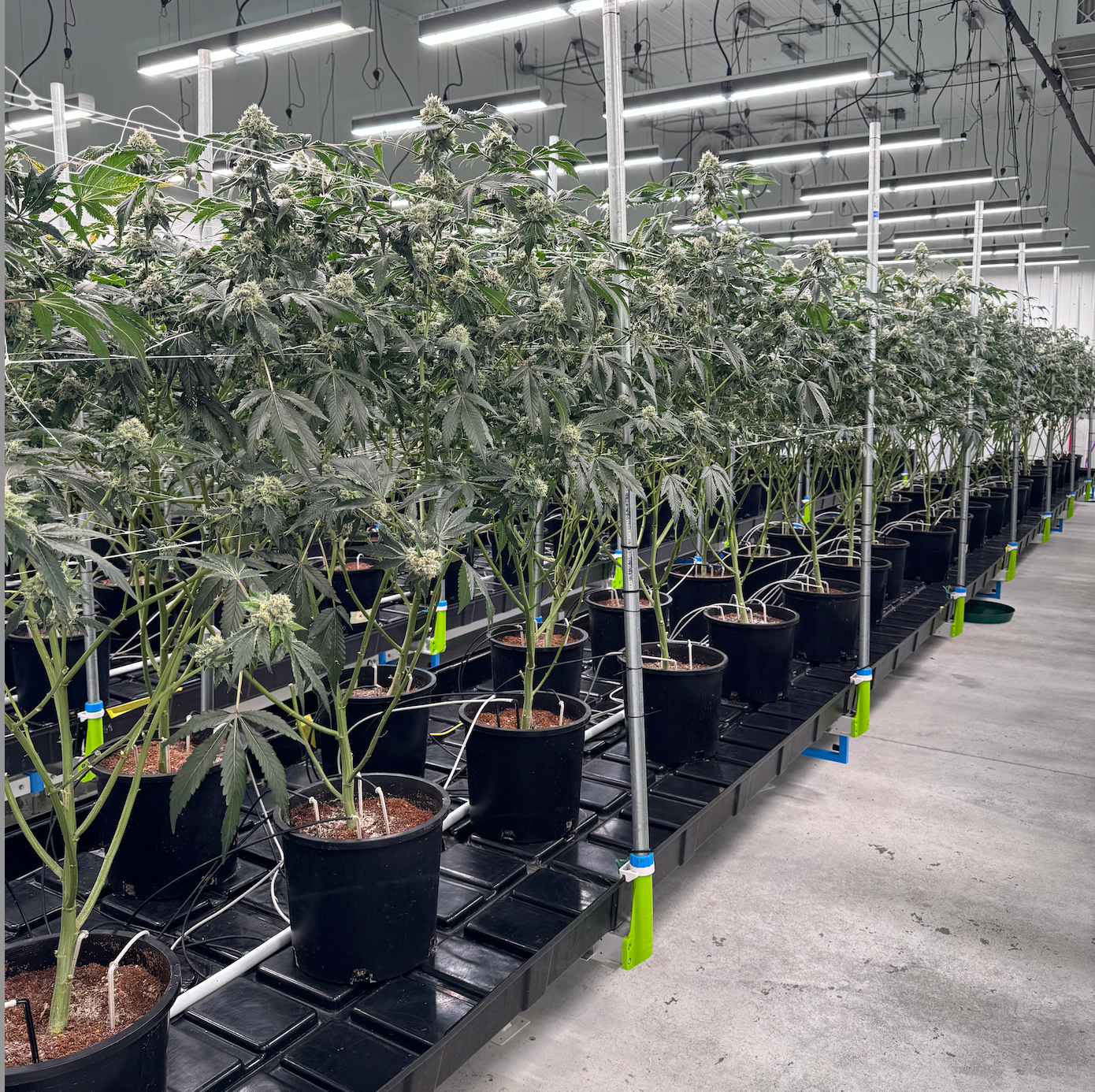 The Art of the Dry Back: Mastering Moisture in Cannabis Cultivation