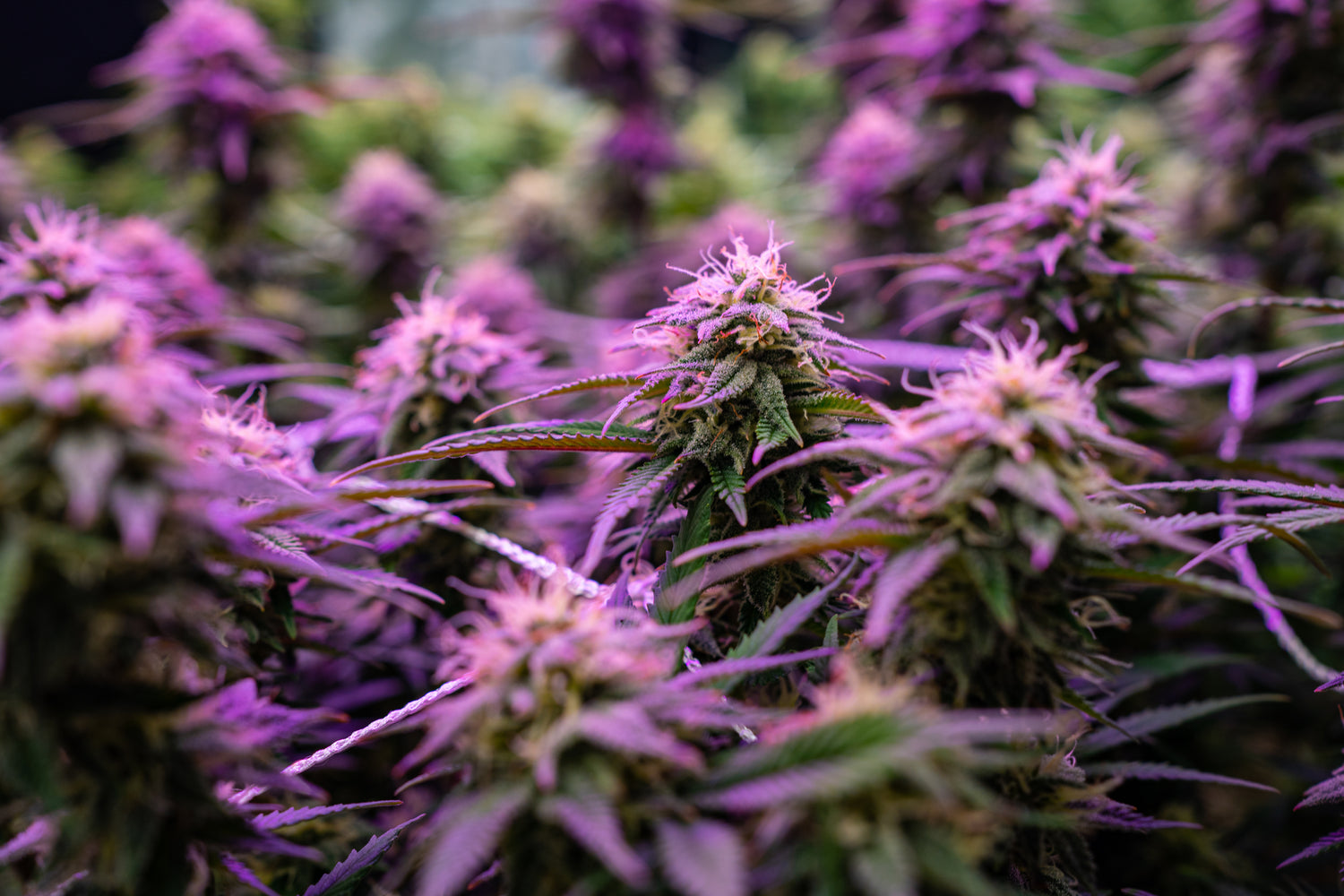 Craft Cannabis: The Rise of Artisanal Growers