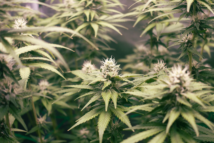 The Future is Green: Emerging Technologies in Cannabis Cultivation