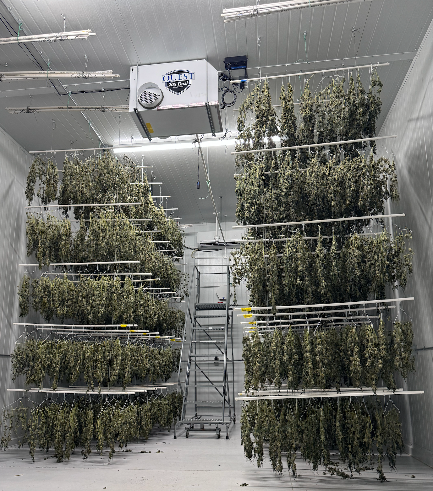 Perfecting the Art of Cannabis with WYLDGROW: Drying and Curing Done Right